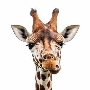 Meet your Posher, Kymberly